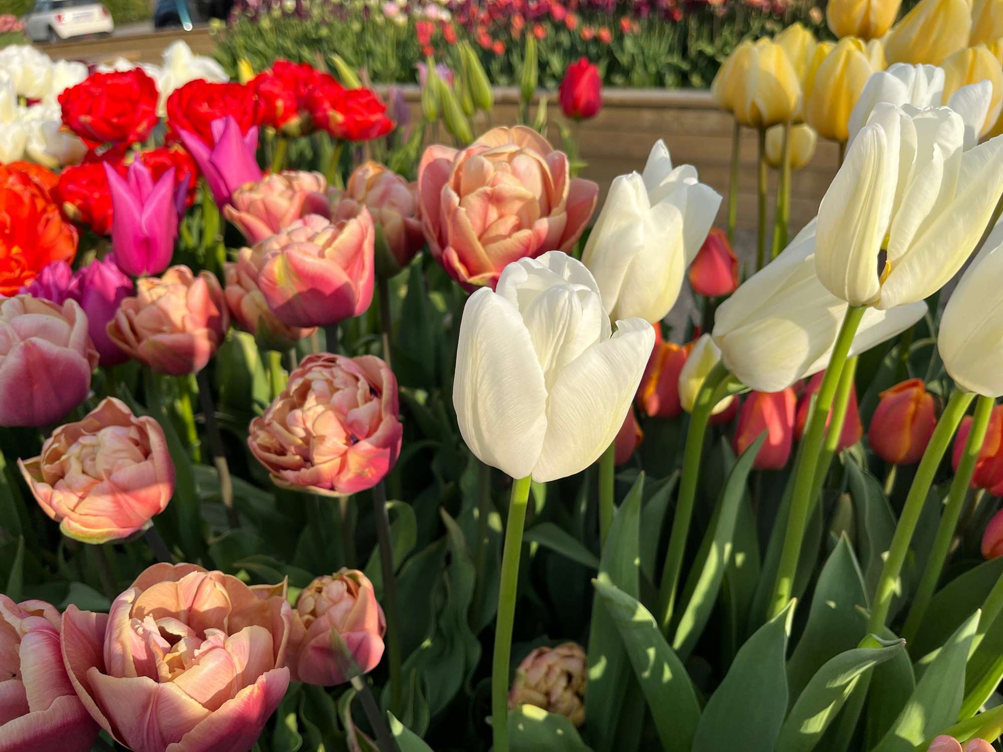 Tulpe 'Ivory Floradale'